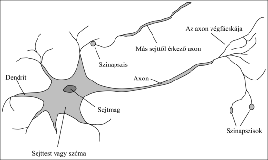 Az idegsejt vagy neuron részei. Minden neuron sejttestből vagy szómából áll, amely sejtmagot tartalmaz. A sejttestből ágazik el néhány dendritnek nevezett és egy hosszú, axonnak nevezett szál. Az axon jó messzire elér, sokkal messzebbre, mint ahogy ezt a jelen ábra sugallja. Az axonok tipikusan 1 cm hosszúak (ez a sejttest átmérőjének 100-szorosa), de elérhetik az 1 m-t is. Egy neuron 10–100 000 más neuronnal tart kapcsolatot a szinapszisoknak nevezett csatlakozásokon keresztül. A jeleket neuronról neuronra egy összetett elektrokémiai reakció továbbítja. A jelek rövid távon szabályozzák az agy aktivitását, hosszú távon pedig befolyásolják a neuronok helyzetét és a kapcsolódási rendszerüket. Úgy tartják, e mechanizmusok képezik az agyi tanulás alapját. Az információfeldolgozás zöme az agykéregben történik, ami az agy külső rétege. A feldolgozás szervezeti egysége, úgy tűnik, egy kb. 0,5 mm-es átmérőjű szövetoszlop, amelynek magassága az egész kéregre kiterjed, ez az embereknél kb. 4 mm. Egy oszlop kb. 20 000 neuront tartalmaz.